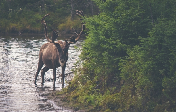Deer dangers for UK motorists