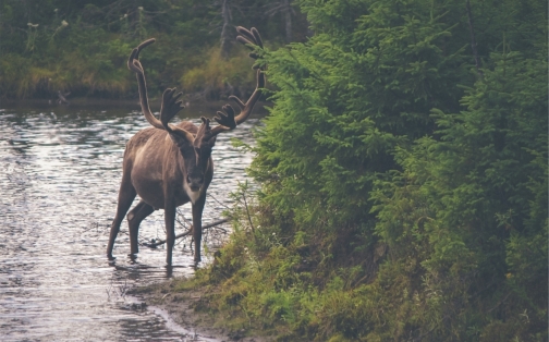 Motorists urged to be wary of deer dangers