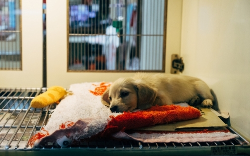 Winns Donate to Newcastle Dog and Cat Shelter