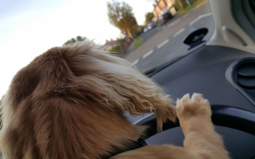 Top Tips to Transport Your Dog Safely